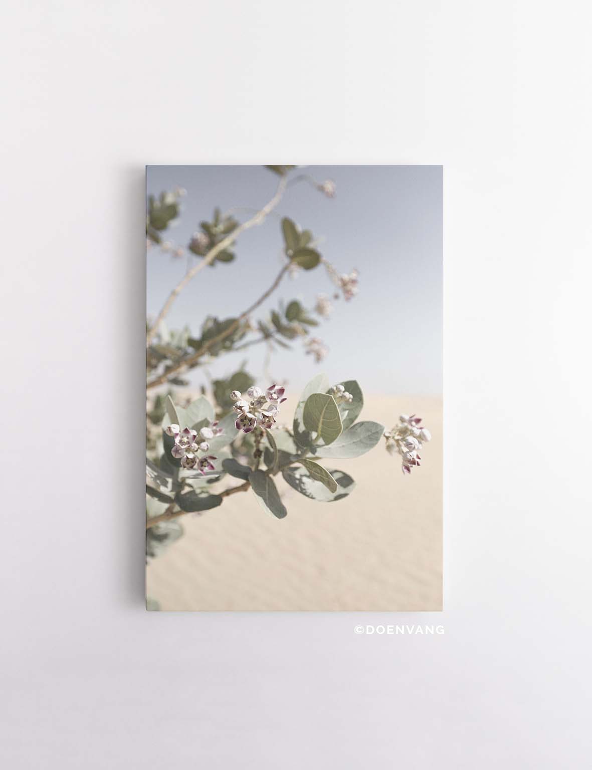 CANVAS | Ökenblomma #1