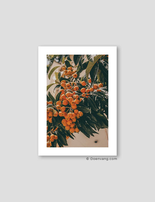 Tyrkisk Loquat #1 | Tyrkiet 2022