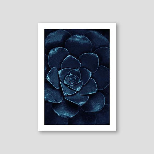 Sempervivum Blue #1 - Doenvang