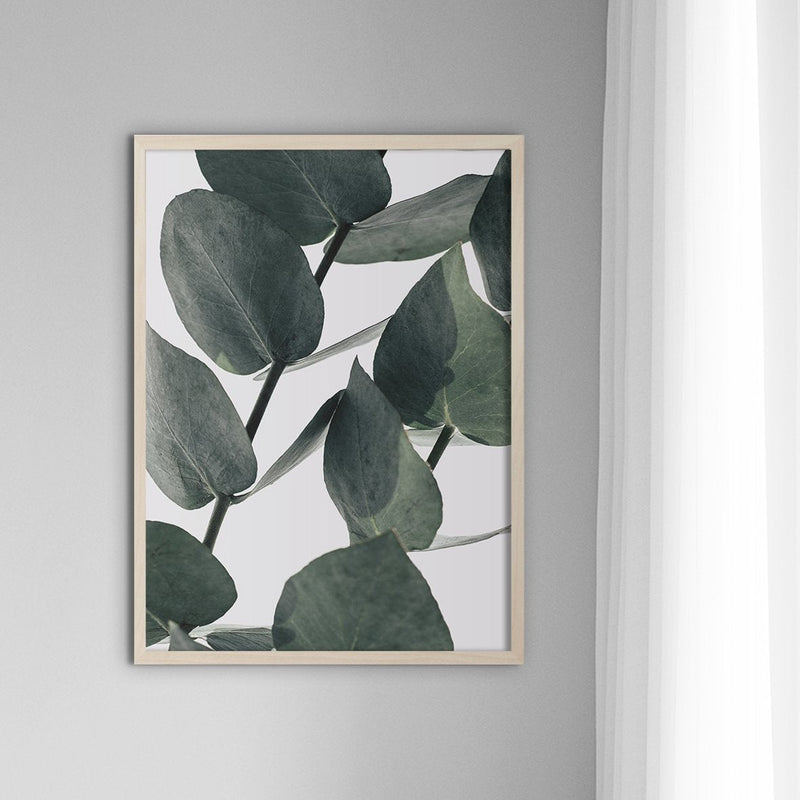 Eucalyptus #2 - Doenvang