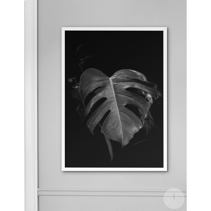 Monstera Black - Doenvang