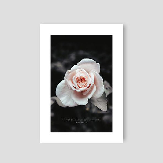 My Mercy, Rose - Doenvang
