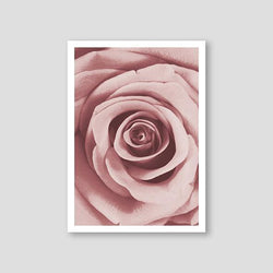 Pink Rose - Doenvang